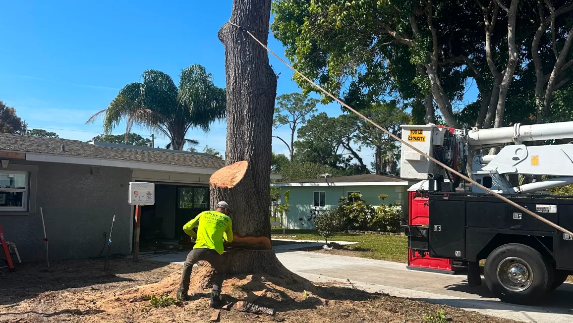 Tree removal service in progress by Five Star Tree Service Bradenton, FL with arborist making precision cut on large tree trunk using crane truck