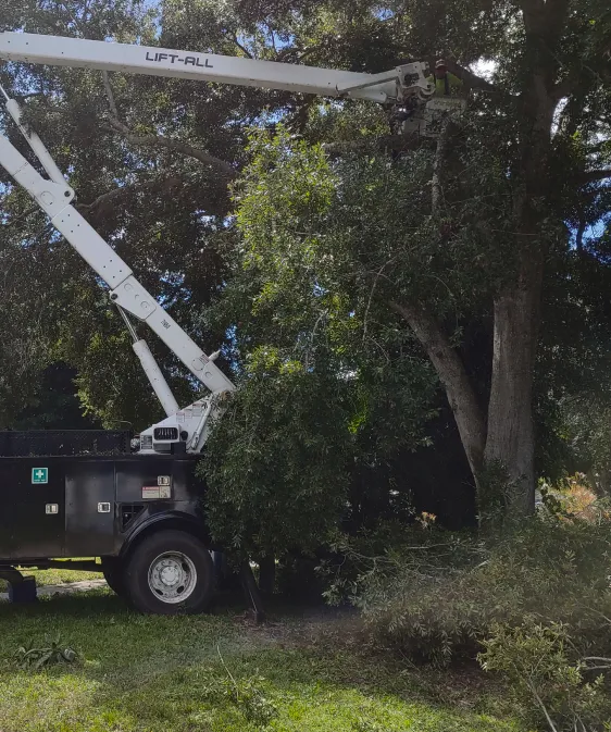 Tree Trimming Slider