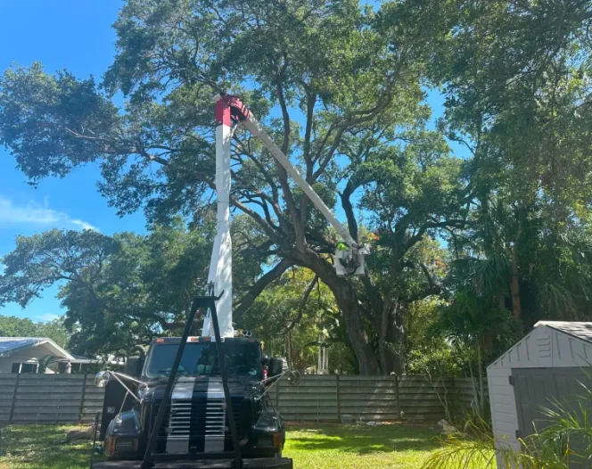 Tree Services For Homes And Commercial Properties Five Star Tree Service Bradenton, FL