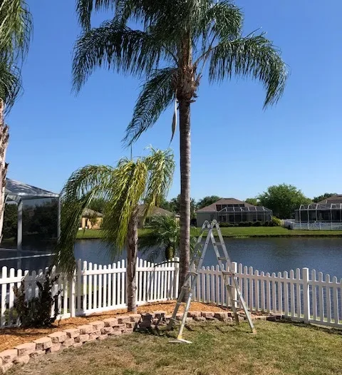 A tall palm tree and an A-frame step ladder in a backyard with a white fence along a lake.